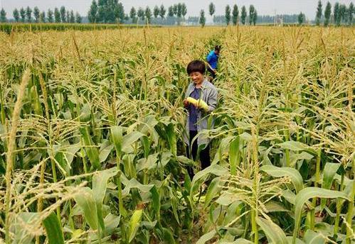 三部委：將水稻、玉米、小麥三大糧食作物制種納入中央財(cái)政農(nóng)業(yè)保險(xiǎn)保險(xiǎn)費(fèi)補(bǔ)貼目錄